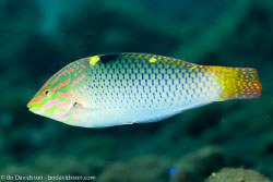 BD-130404-Tulamben-9726-Halichoeres-hortulanus-(Lacepède.-1801)-[Checkerboard-wrasse].jpg